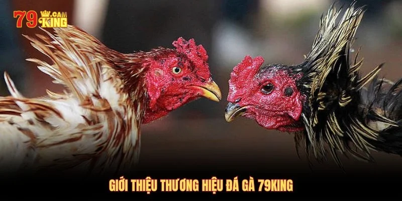 Thông tin về sảnh chơi game đá gà 79King
